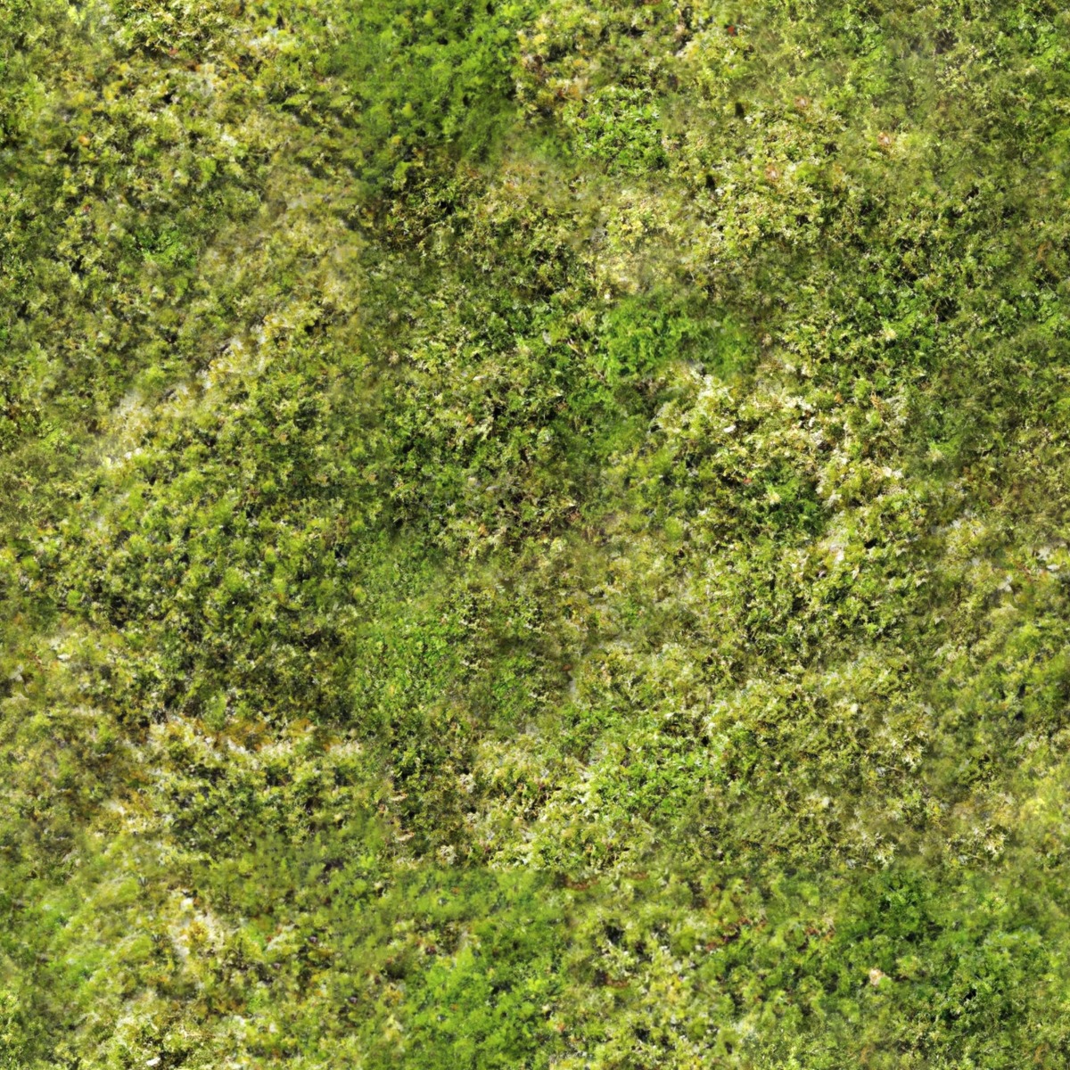 dense green moss with varied shades and organic texture covering ground surface