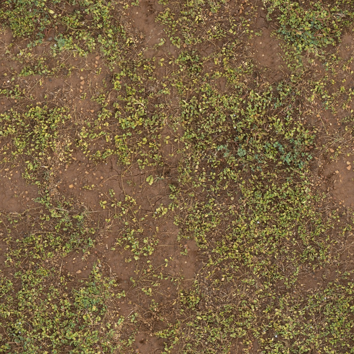 neutral beige earth soil texture with subtle organic patterns and small foliage debris scattered on surface