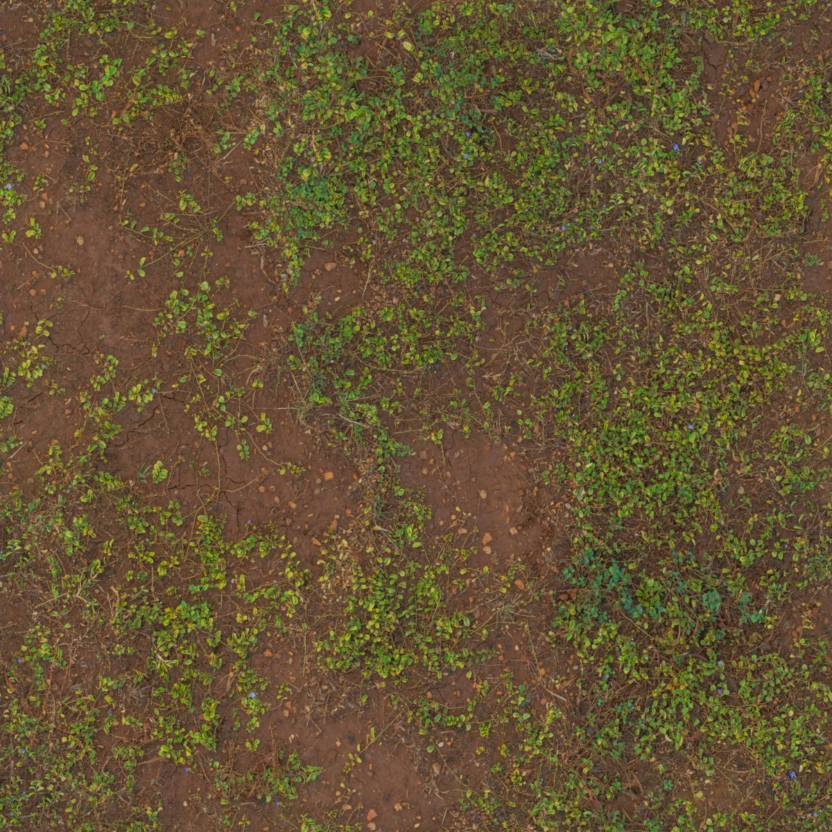 brown mud soil ground with scattered small green leaves and natural organic pattern