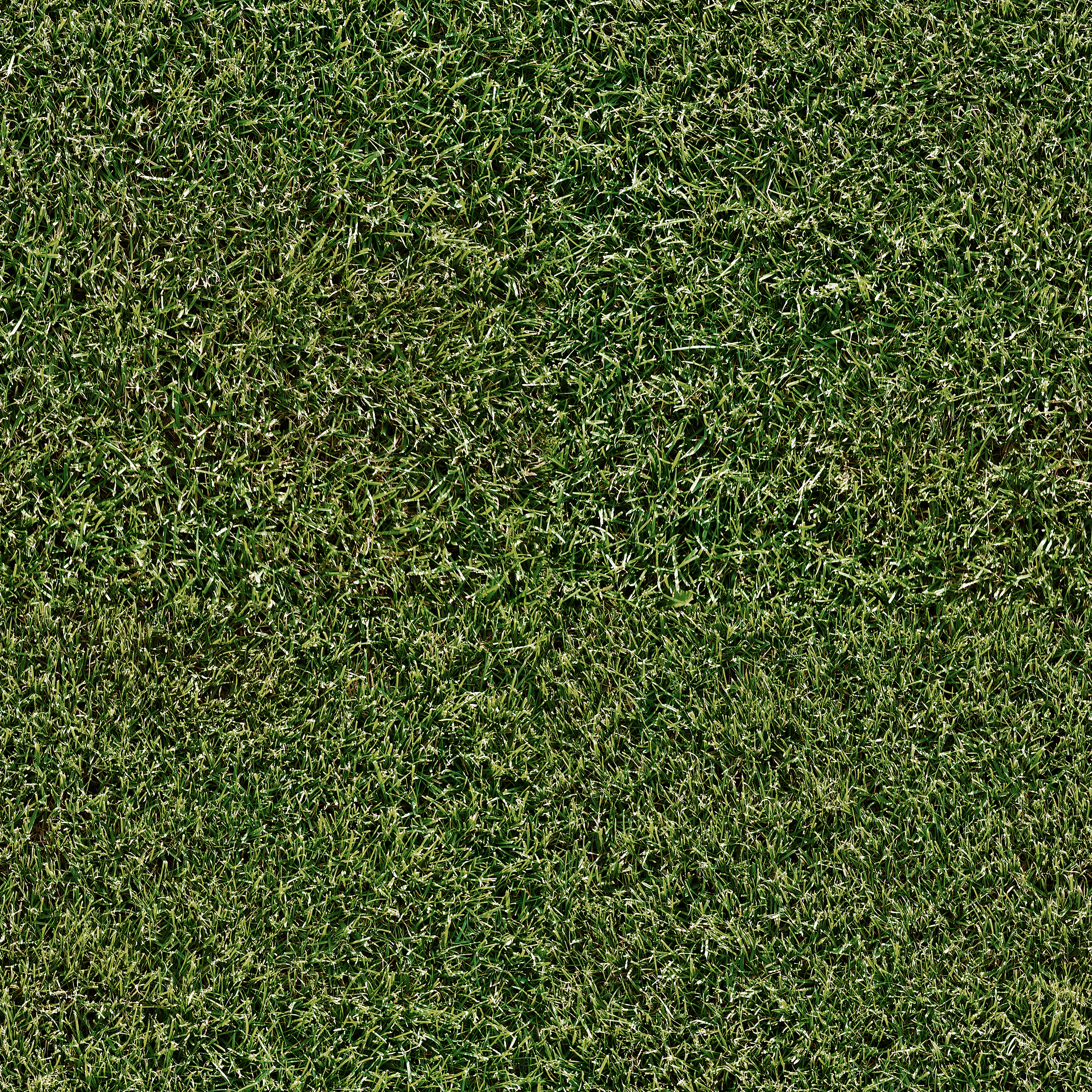 Green Grass Lawn Texture
