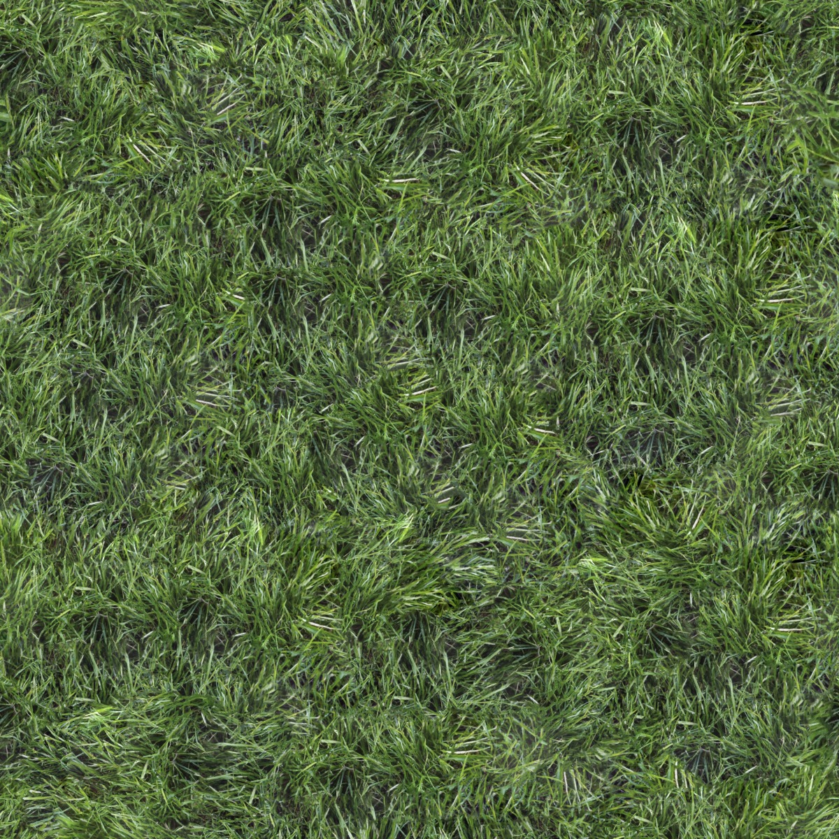 dense green grass turf with natural blades and organic pattern for outdoor ground cover