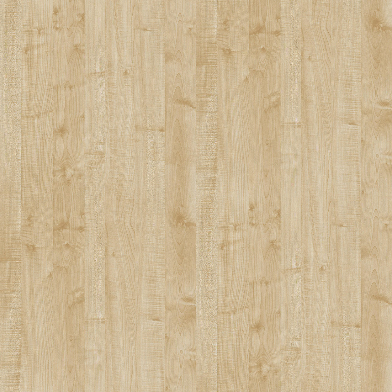 Light Birch Wood Texture